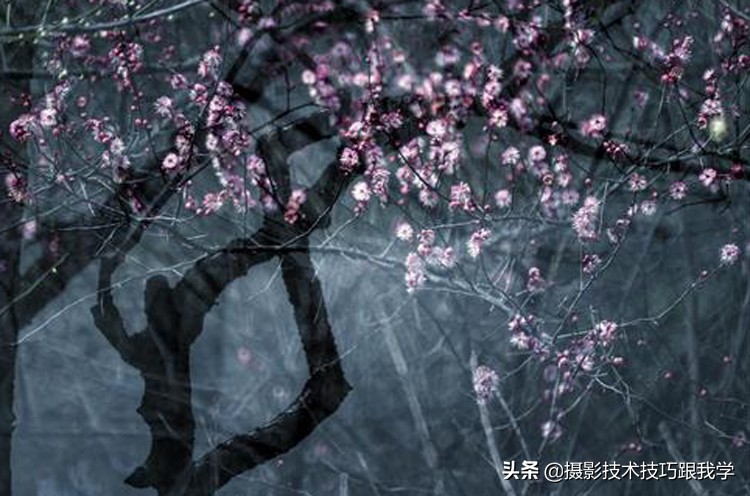 拍梅花怎么拍照片出高级感,拍梅花照片的技巧与方法