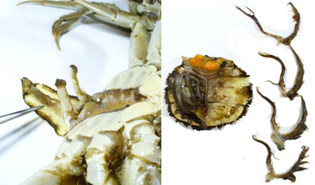 关于螃蟹的科普知识点,螃蟹的种类知识