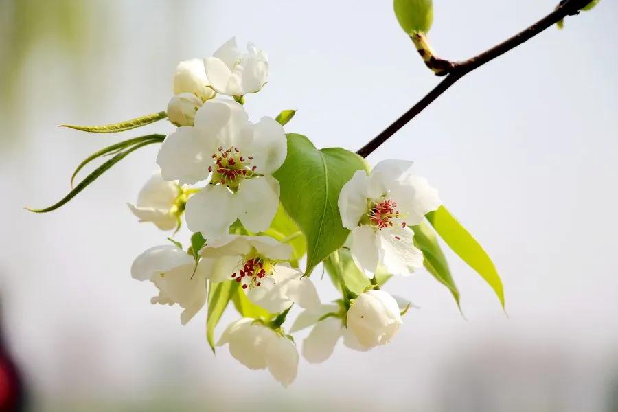 关于春天的古诗词美篇,让人惊艳的春天古诗词