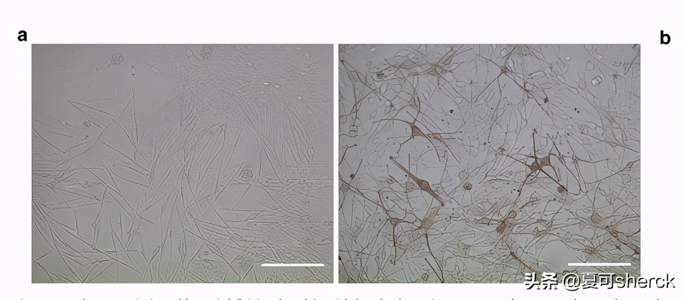 妮维雅630夏季美白,夏可叔叔扒产品