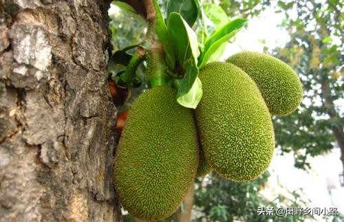 菠萝蜜核怎么种植并且长出果实,菠萝蜜的种植技术和环境