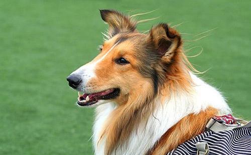 医生帮狗狗挤寄生虫,狗狗有寄生虫用什么药