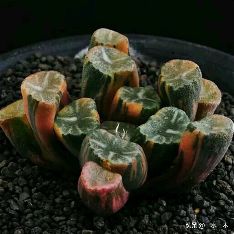 多肉十二卷的观赏价值,多肉十二卷的养护方法