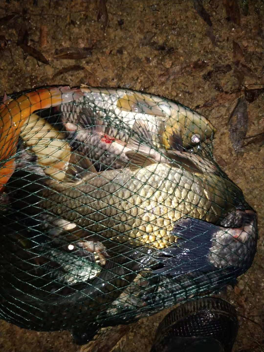 小鱼太闹怎么钓鲫鱼,小鱼太闹了用什么饵