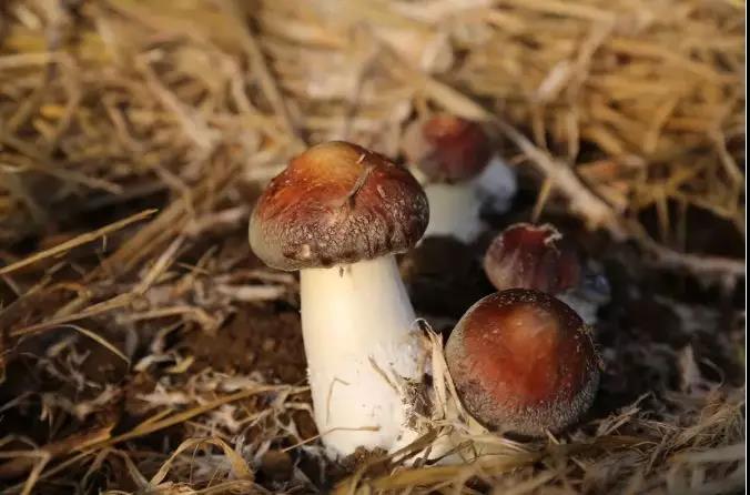 大球盖菇的种植效益回报,大棚大球盖菇亩产量