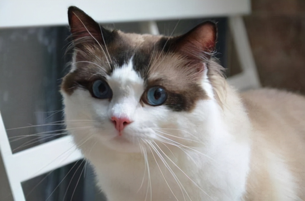 猫咪消化不良呕吐怎么办吃什么药,猫咪消化不良呕吐治疗费用