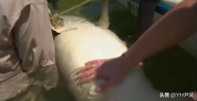 发生在美国的罕见事件，大白鲨遭遇神秘生物捕杀，真相颠覆认知