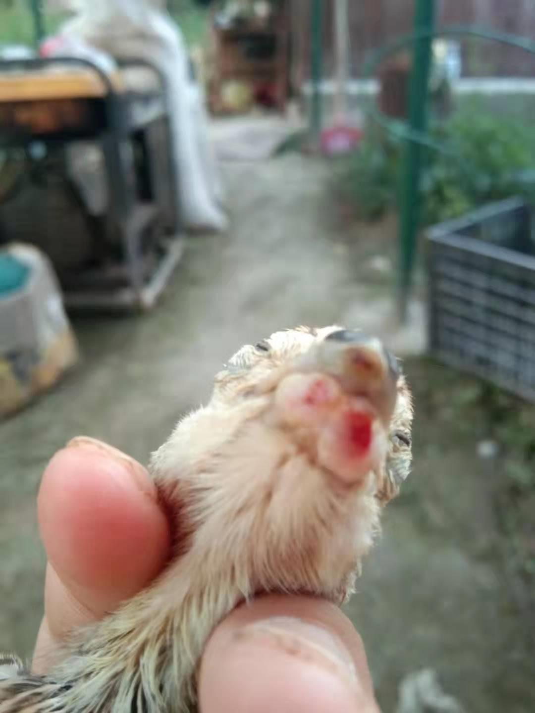 鸡的嘴被削掉了一点会长好吗,鸡的嘴破了怎么办