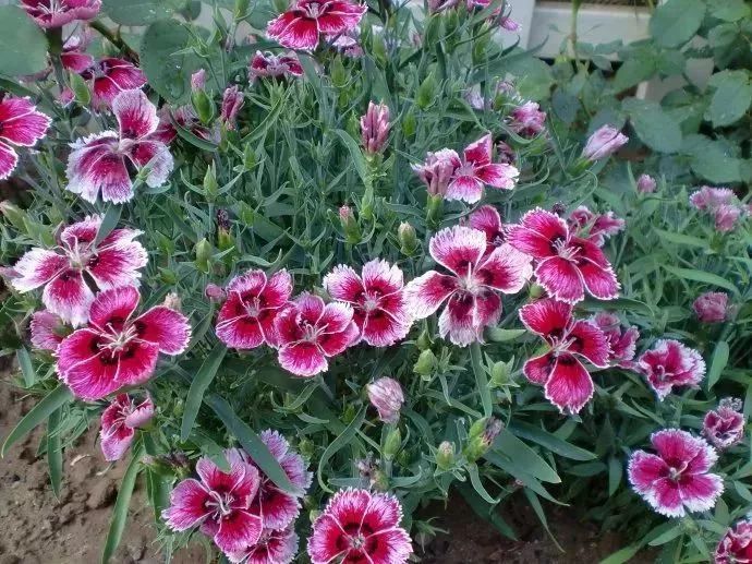 看到花的时候,不知是什么花?那就收下这份百花图谱