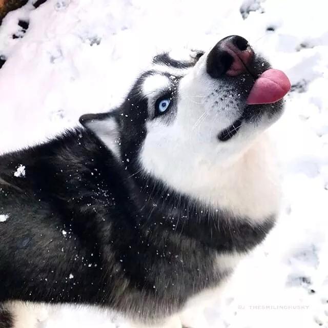 网友出门没带二哈，气得这家伙狂撕主人胸罩：看你下次还敢不敢了