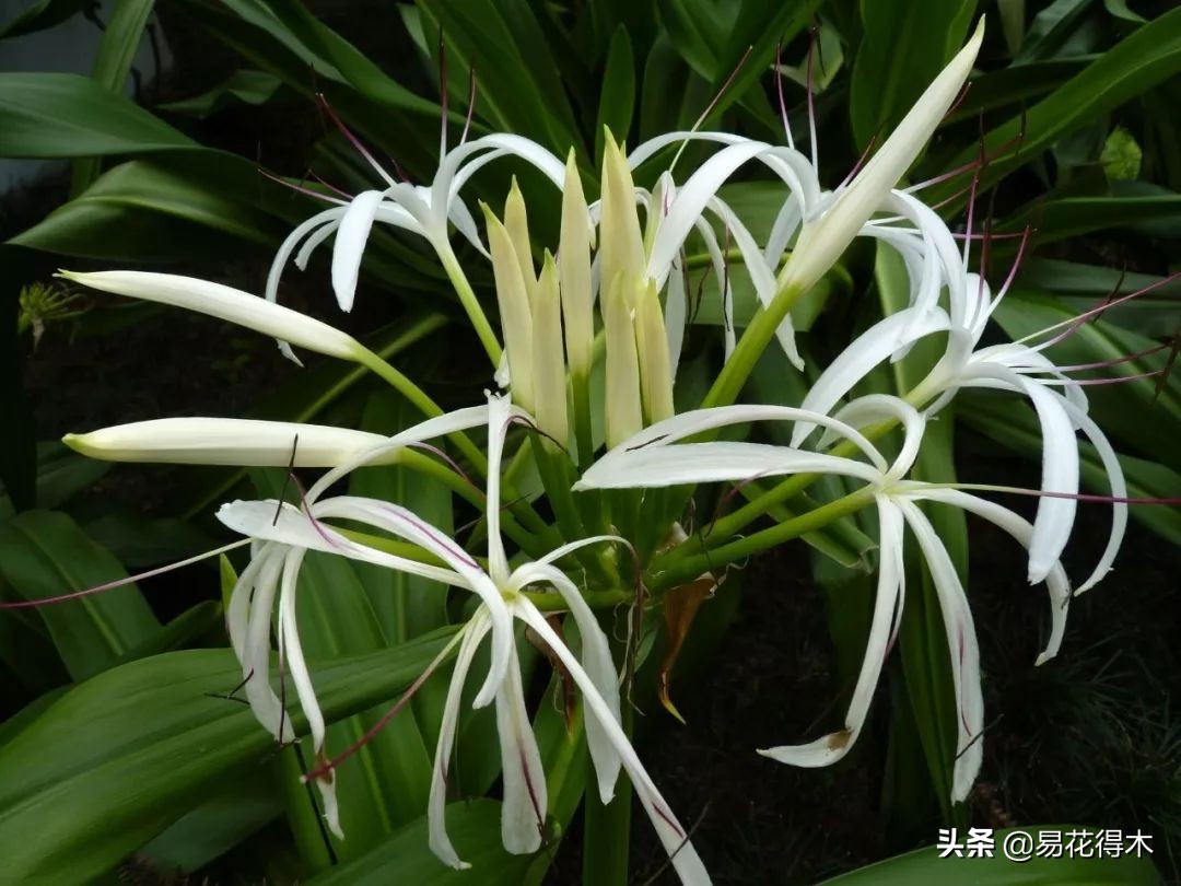 佛教为什么有五树六花,佛教中的五树六花图片