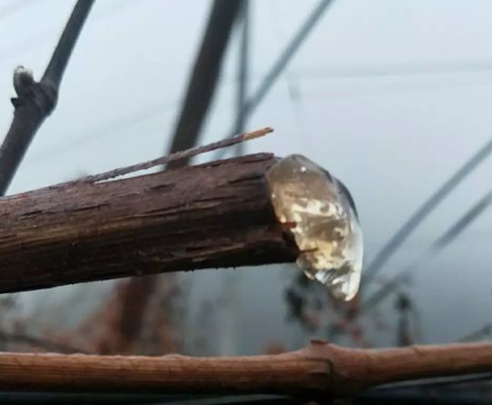 葡萄伤流是什么意思,葡萄病的特征和危害