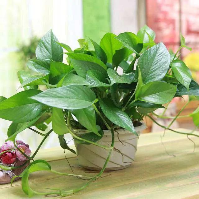 绿萝盆栽改水栽,桌面绿萝小盆栽
