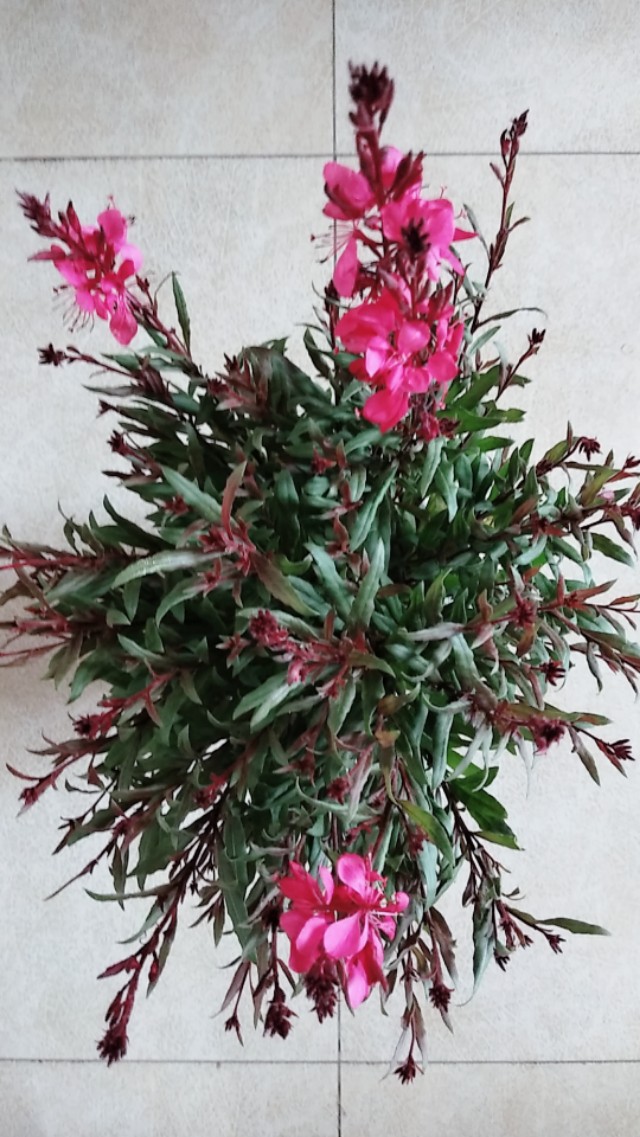 为什么有人喜欢养花,为什么这么多人喜欢养花养鱼