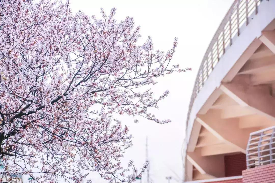 一头扎进春天里云南,美如仙境的西南民大