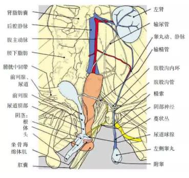 公猫尿路造口手术之后还会尿闭么,公猫尿道造口术后注意事项