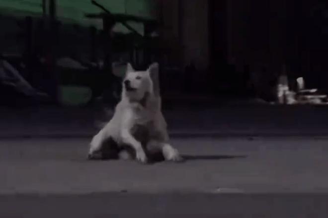 流浪狗身体长了瘤,流浪狗得肿瘤被主人遗弃