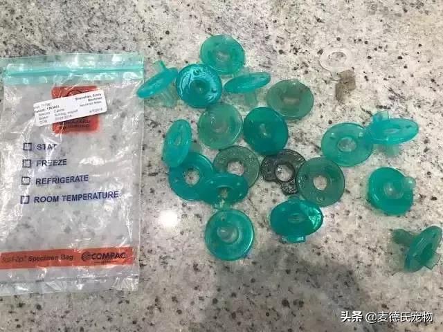 英斗不爱动正常吗,英斗懒得不想出门