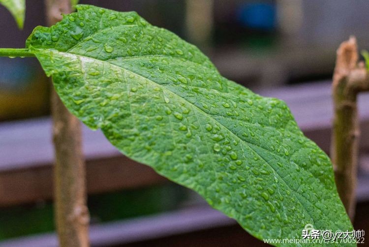 尼康d5500相机怎么拍照,尼康相机d5500录像