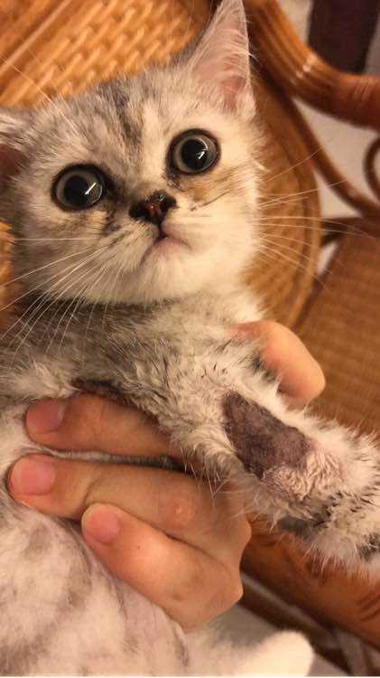 猫癣最好的解决方法,猫癣该怎么治疗能彻底