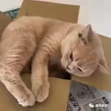 可爱小橘猫长大,小橘猫1个月很丑