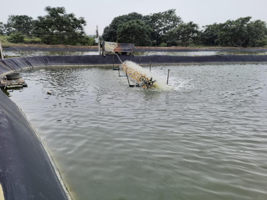 2019南美白对虾养殖形势,2021南美白对虾病害