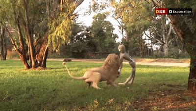 遇到猛兽如何自救100字,面对大型猛兽如何自救