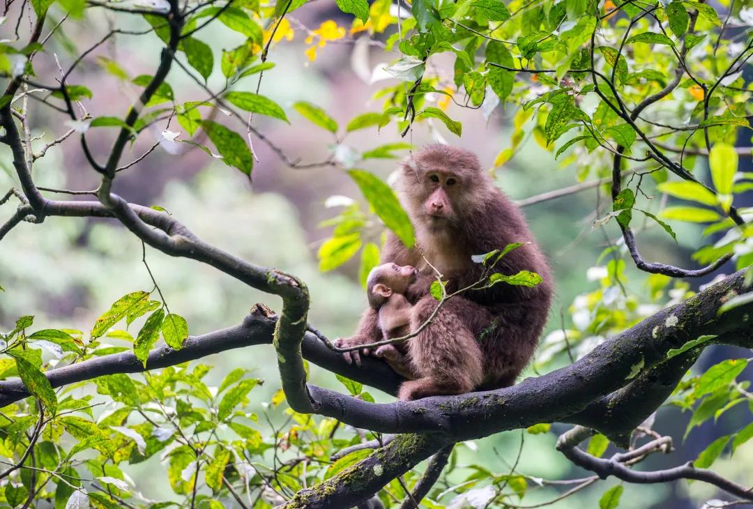 峨眉十大网红打卡地,峨眉网红打卡景点