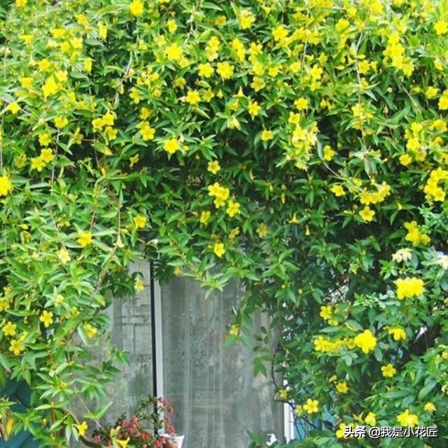 适合阳台种植的爬藤植物都有哪些,家庭阳台种什么爬藤植物比较好