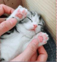 猫咪鼻子里的小知识,有关猫咪鼻子的小秘密