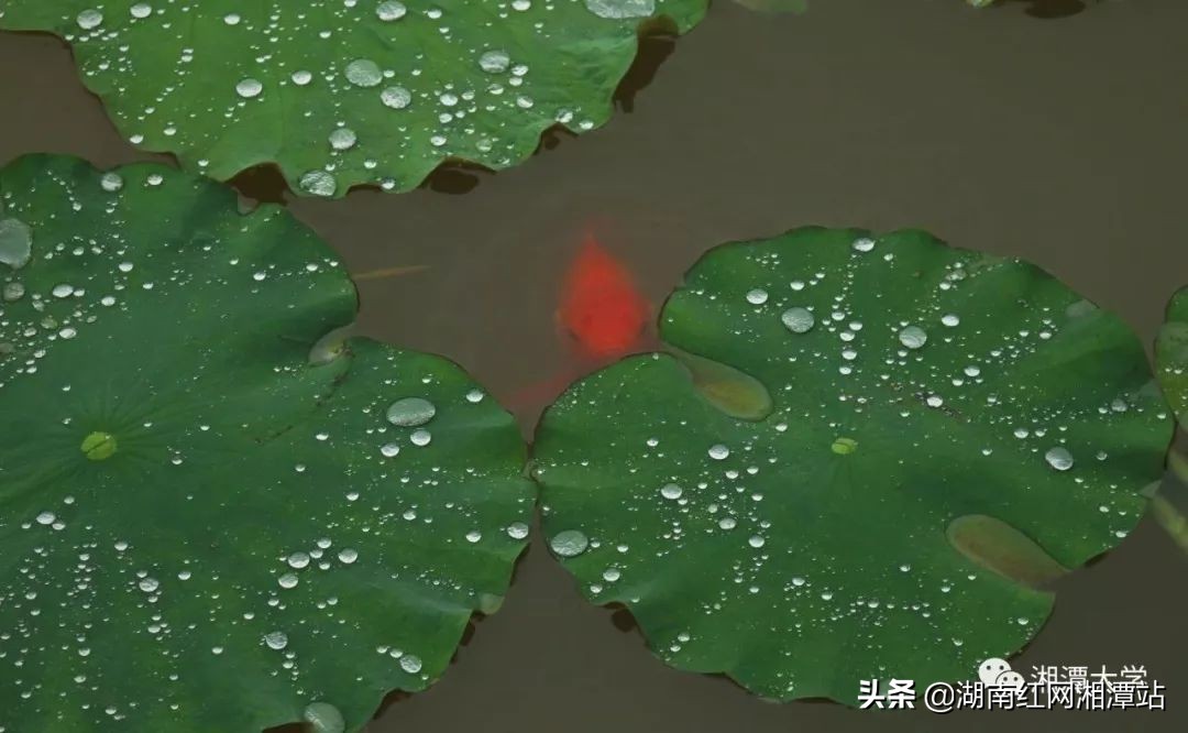 湘潭大学图,湘潭大学是湘大校友最多的大学