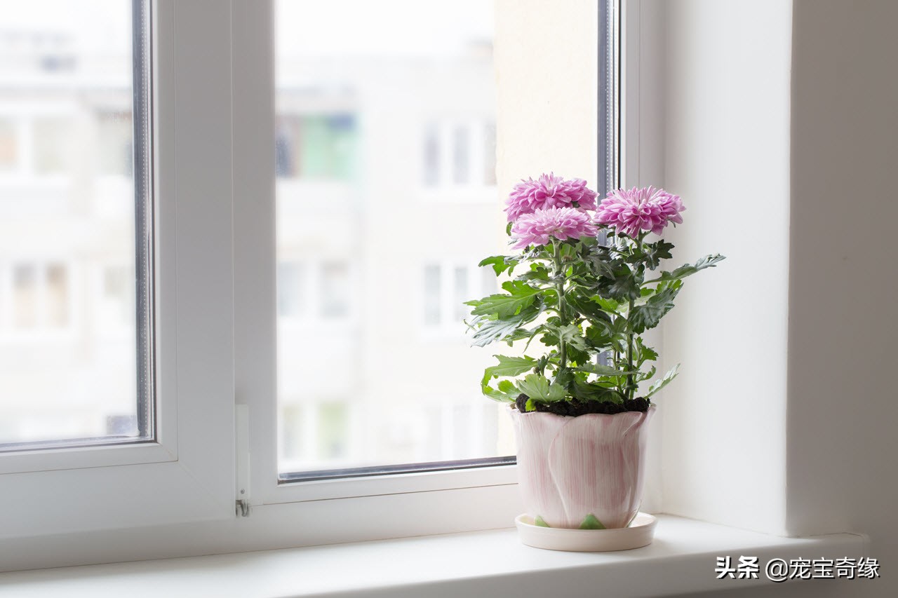 室内养的植物有毒品种大全,哪些室内植物对人体健康有影响