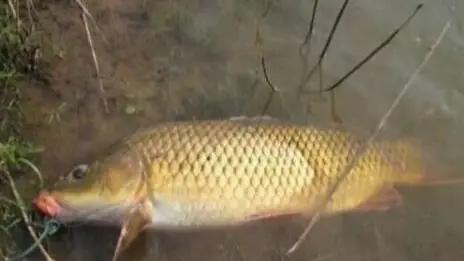 下雨天在大河钓鱼技巧,下雨之前如何钓鱼最好呢