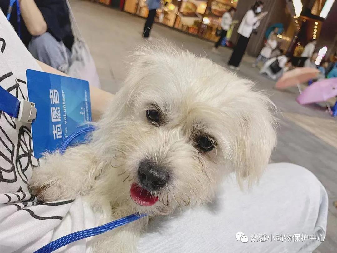 领养代替购买|2021年6月份福州线上宠物领养活动