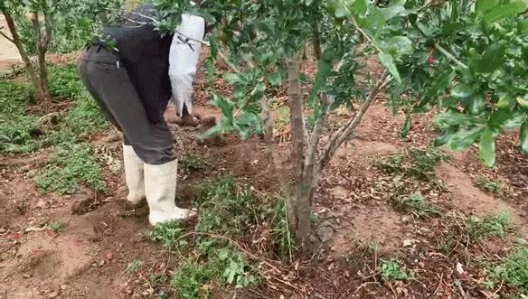 吃石榴不吐皮,吃石榴不吐籽的石榴