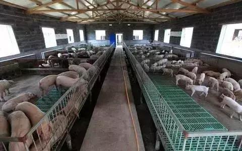 猪无名高热控制方案,猪无名高热怎么办