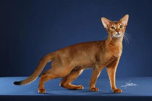 猫咪太瘦怎么办,猫咪太瘦三大解决办法