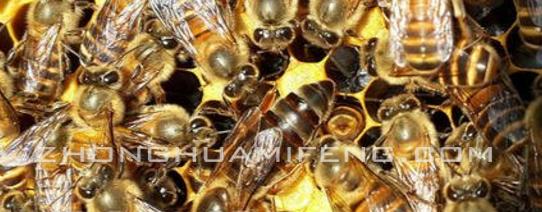 中蜂养殖技术及基本知识,中蜂养殖基础知识与技巧