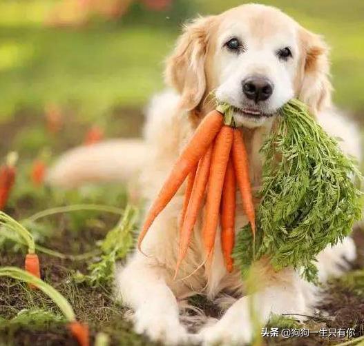 狗狗不能吃哪几种蔬菜水果,狗不能吃的水果和食物