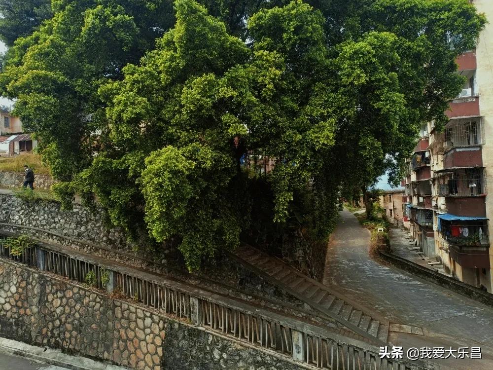 乐昌市棉纺厂历史,乐昌市最老的纺织厂