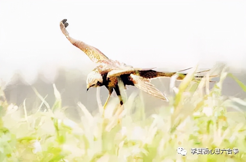 李复祯心意拳传人家谱,李复祯心意拳开膀秘法