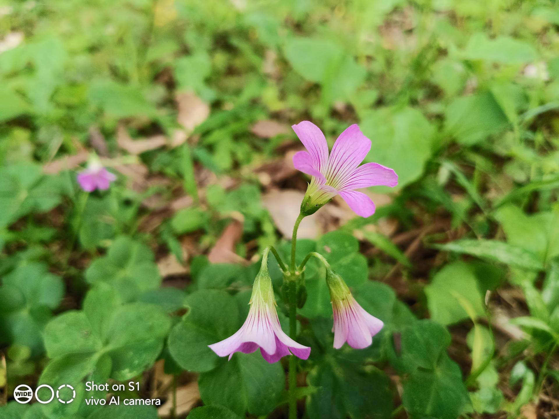 2250块的vivos10,2200元的vivos10