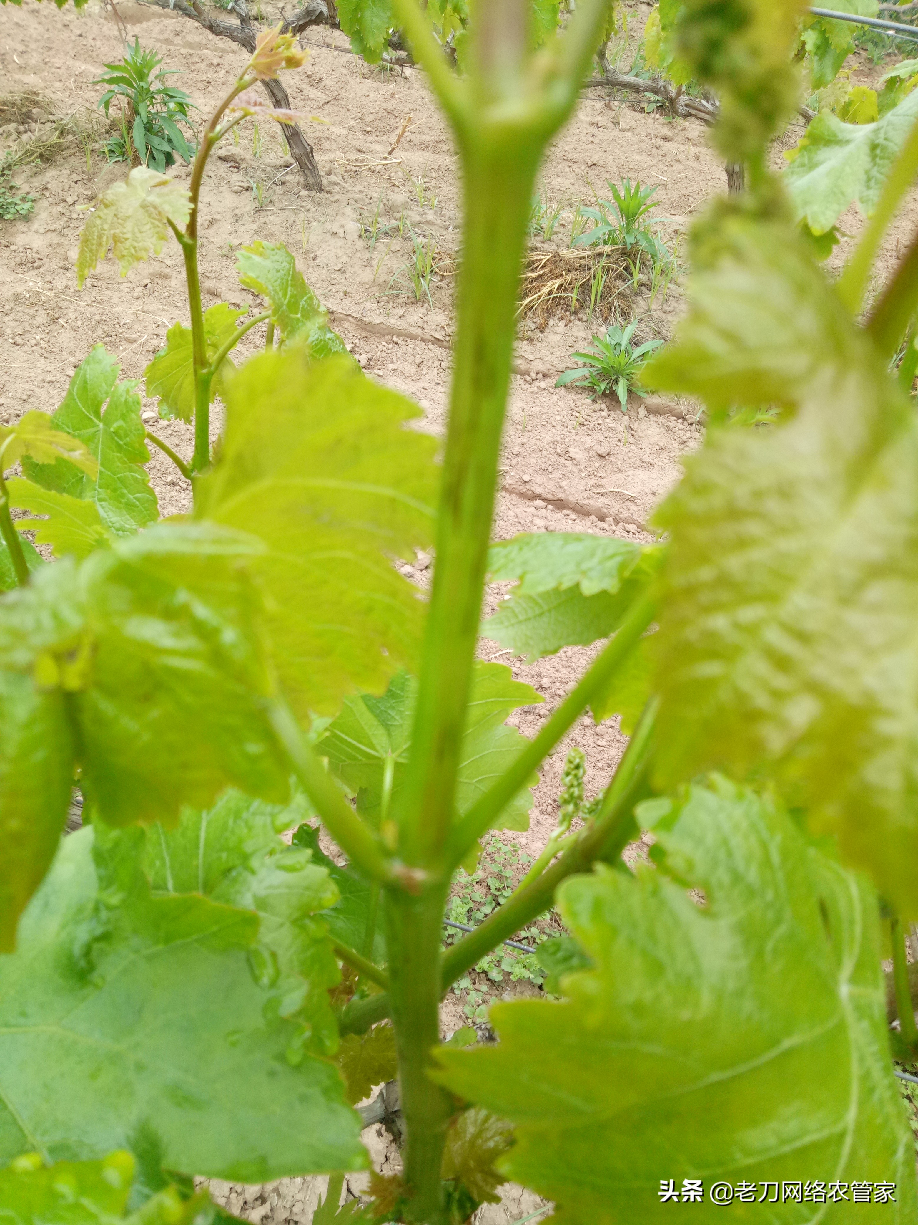连续阴雨天红提葡萄要如何管理,高温天气葡萄果粒发蔫正常吗