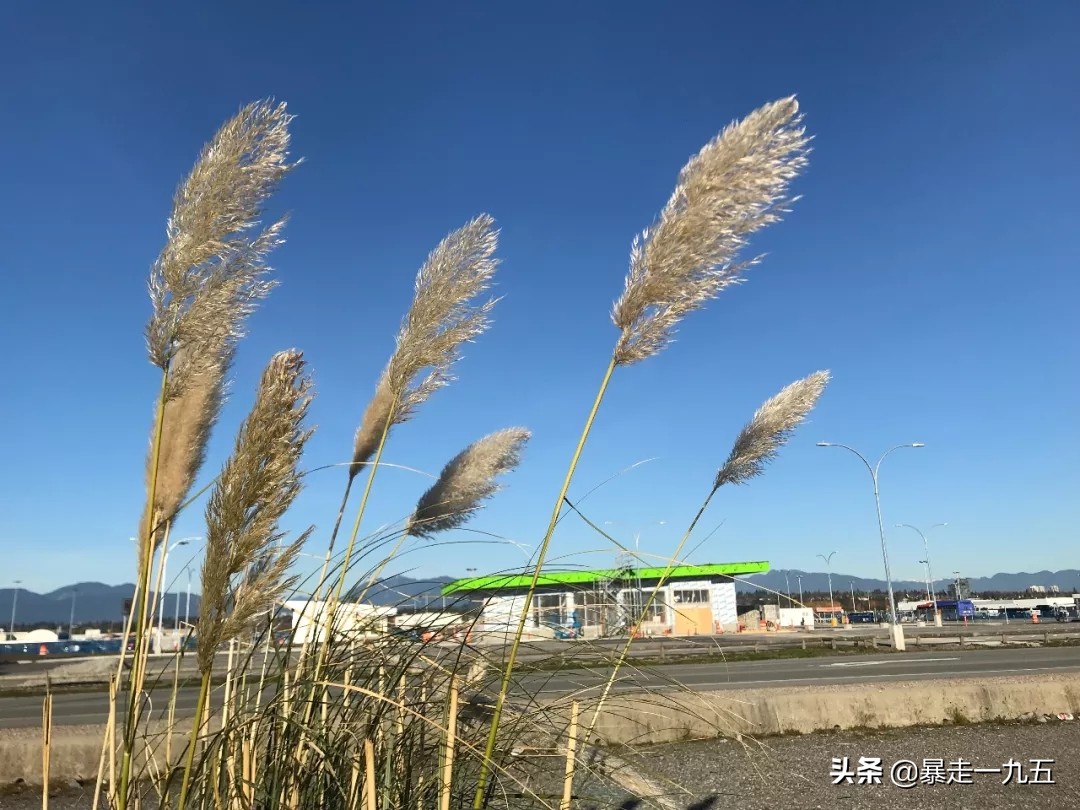 暴走一九五,暴走温哥华完整视频