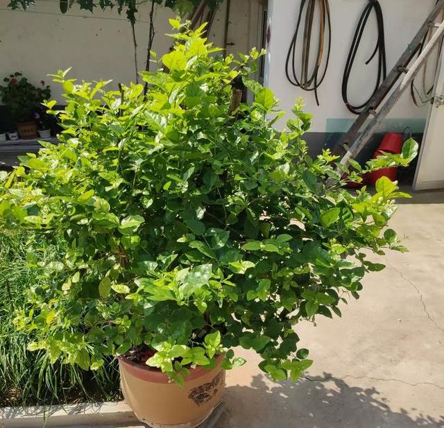 茉莉花枝繁叶茂不开花是什么原因,养茉莉花技巧花瓶