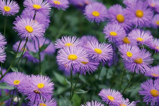 紫色好看的花有哪些,紫色花的魅力