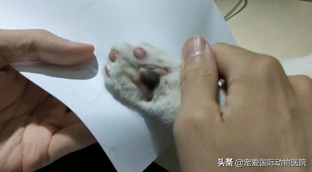 猫肥厚型心肌病的预防措施,猫肥厚型梗塞性心肌病