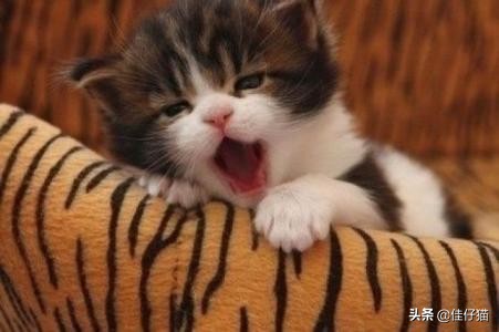 成年猫咪就咬人如何纠正,猫咪爱咬人怎么办教你三招