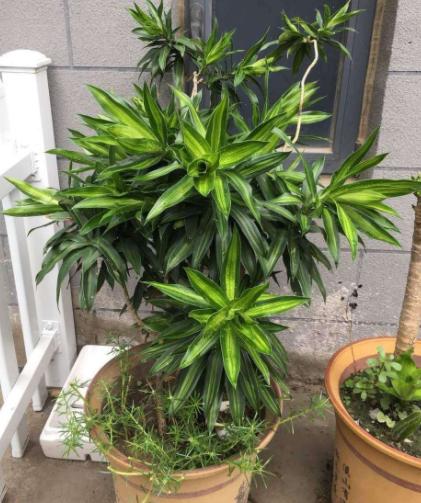 除甲醛的盆栽什么比较好,种植什么植物除甲醛