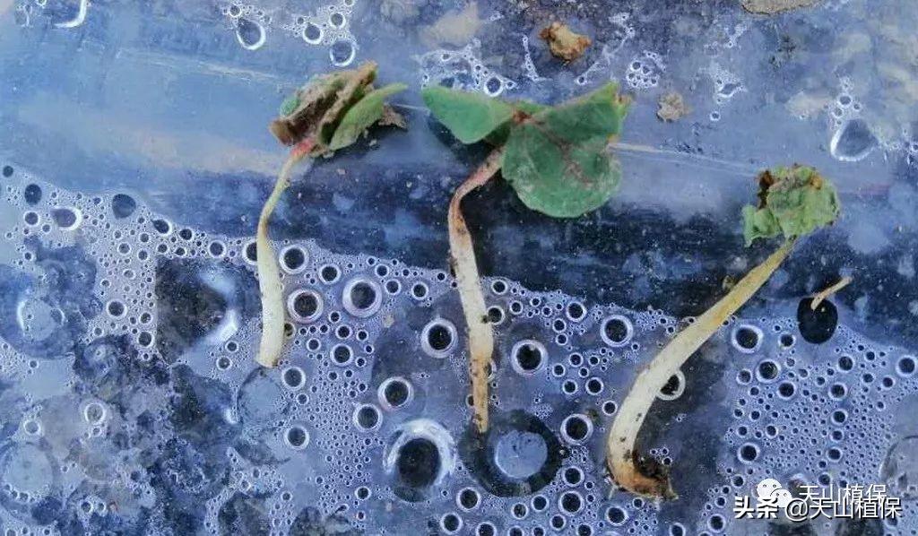 棉花除草剂药害2020年,棉花地除草剂药害解决方法